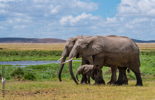 African Elephants walking through grass in Kenya National Park