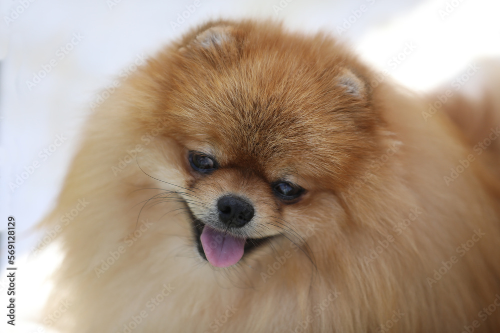 portrait of beautiful pomeranian spitz dog. close up