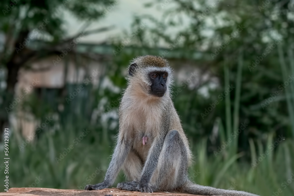 Africa - Vervet monkey sitting on wall in Kenya