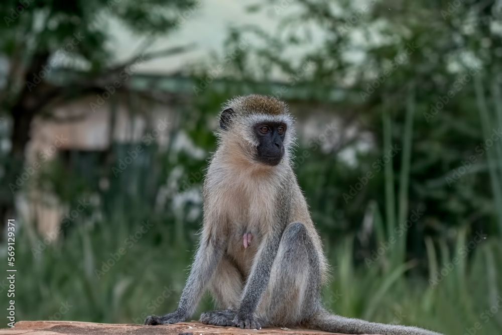 Africa - Vervet monkey sitting on wall in Kenya Africa - Vervet monkey sitting on wall in Kenya
