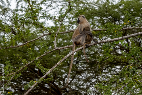 Africa - Vervet monkey and cub on a tree in Kenya