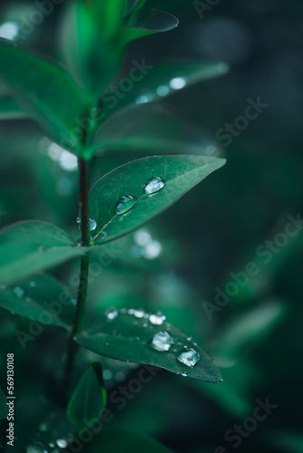 Green leaves with sparkling water pearls