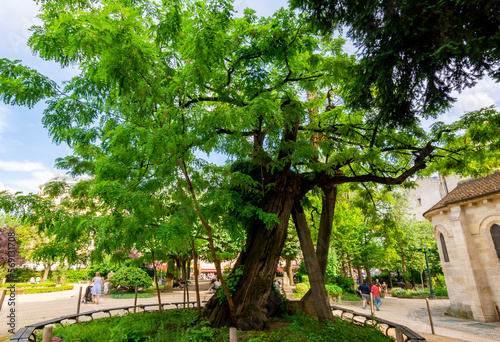 Fototapeta Naklejka Na Ścianę i Meble -  Oldest tree in Paris – Robinia tree on Rene Viviani square, France