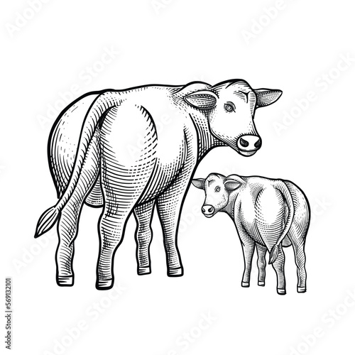  Cow and calf isolated on white background. Hand drawn engraving vector illustration