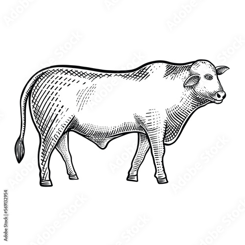 Cow hand drawn vintage engraving style black and white isolated on white background. Cow beef cattle, Good for label, clip art, icon, logo