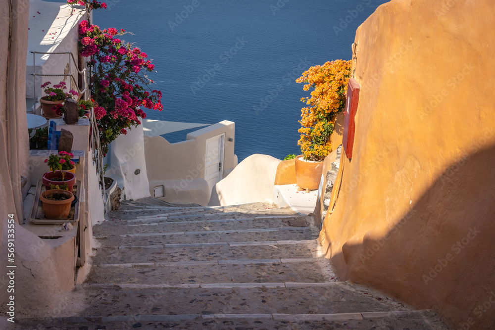 Colourful flowers along the walking path in Santorini