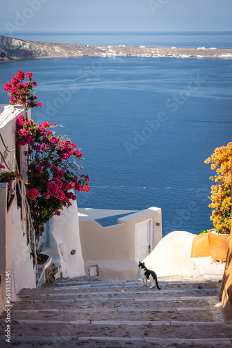 Obraz na płótnie Colourful flowers along the walking path in Santorini w salonie