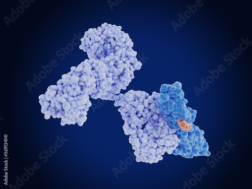 Cancer antigen mesothelin bound by a therapeutic antibody