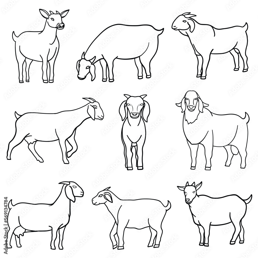 Set of goats in different position isolated on white background. Lamb collection, line art, outline Vector illustration