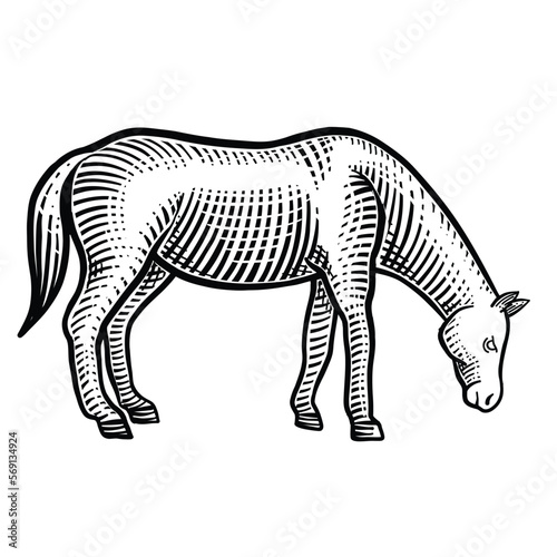 Fototapeta Naklejka Na Ścianę i Meble -  Horse eating grass vector engraving illustration isolated on white background. 