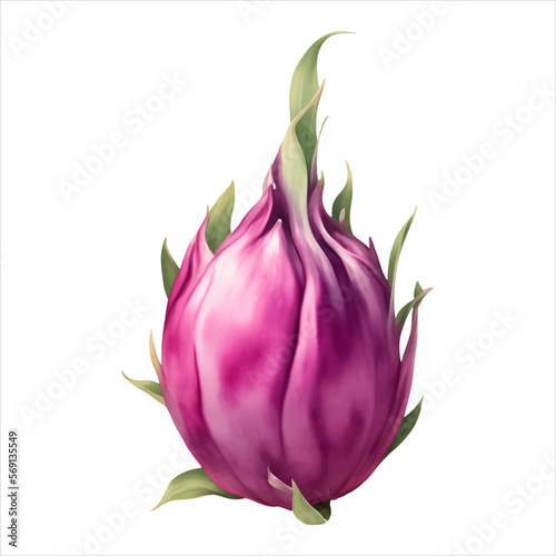 Dragon Fruit Isolated Detailed Hand Drawn Painting Illustration