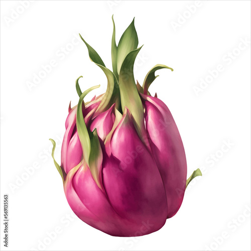 Dragon Fruit Isolated Detailed Hand Drawn Painting Illustration