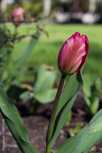 Colourful tulip flower plant  flower photography
