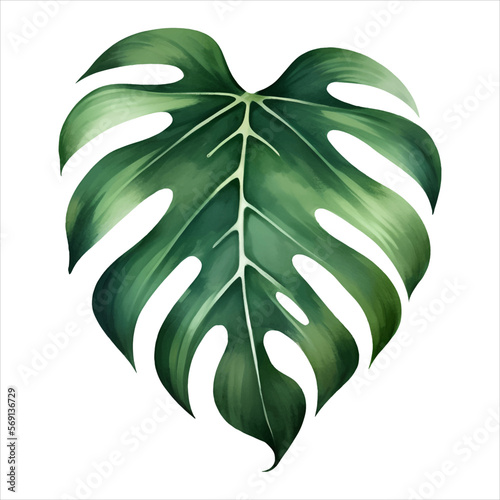 Monstera Leaf Isolated Detailed Hand Drawn Painting Illustration