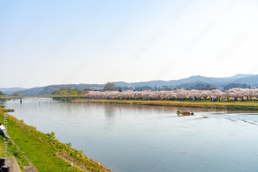 Sightseeing boats on the Kitakami River. Tenshochi Park in springtime sunny day morning. Rural scene with beauty full bloom pink sakura flowers. Kitakami, Iwate Prefecture, Japan