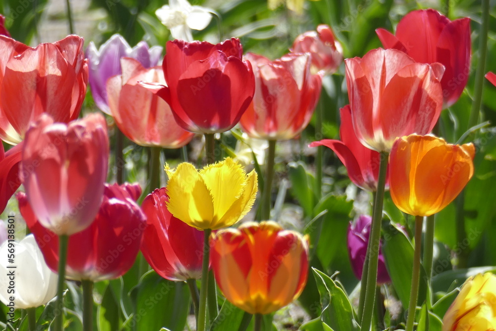 Fototapeta premium bunt blühendeTulpen, (Tulipa), Blumenbeet, Deutschland