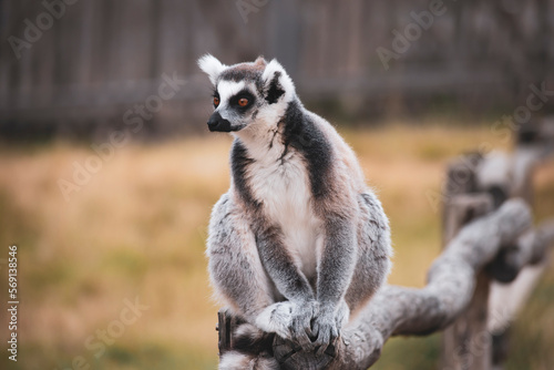 funny lemur sits on a log in nature