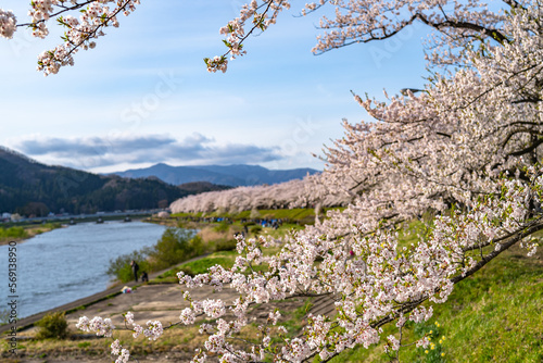 Hinokinai River riverbank in springtime cherry blossom season sunny day. Visitors enjoy the beauty full bloom pink sakura trees flowers. Town Kakunodate, Semboku District, Akita Prefecture, Japan photo