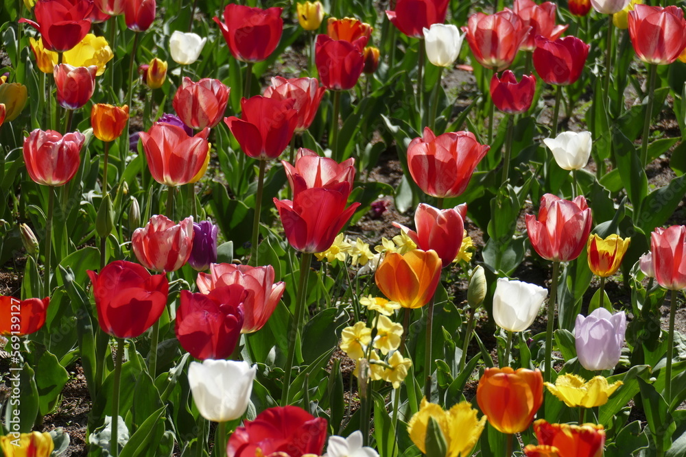 Fototapeta premium bunt blühendeTulpen, (Tulipa), Blumenbeet, Deutschland
