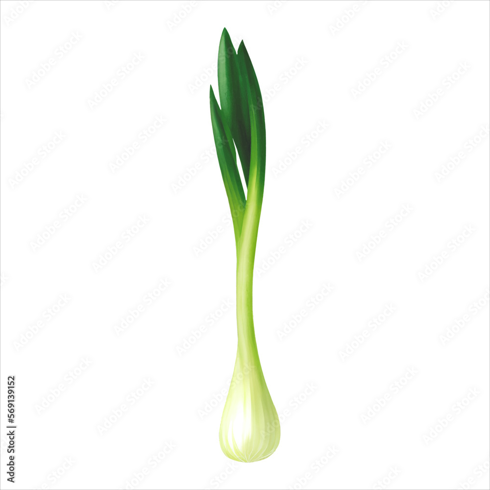 Spring Onion Isolated Detailed Hand Drawn Painting Illustration Spring Onion Isolated Detailed Hand Drawn Painting Illustration