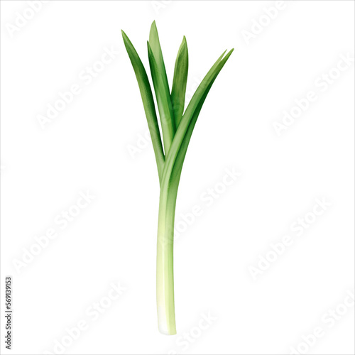 Spring Onion Isolated Detailed Hand Drawn Painting Illustration