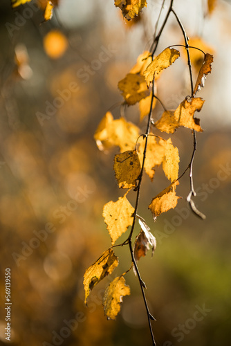 Liście w jesiennym lesie