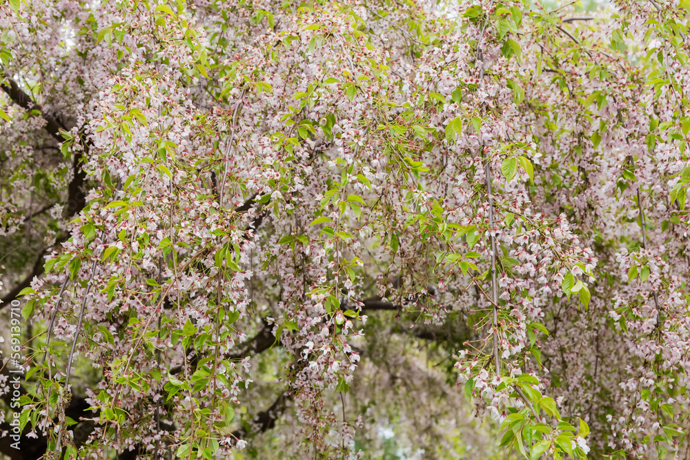 Pendulous branches of blooming decorative weeping cherry in overcast weather Pendulous branches of blooming decorative weeping cherry in overcast weather