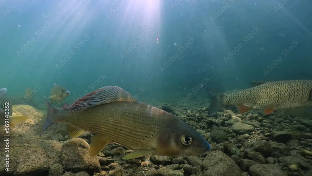 Underwater footage of Grayling (Thymallus thymallus) feeding and swimming in a natural stream. River habitat. Life in the river. Freshwater fish in sunny day