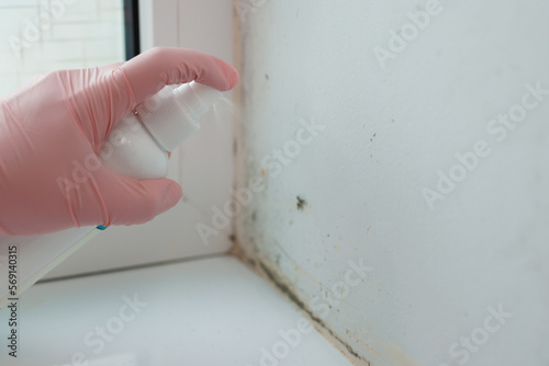 Woman is cleaning a lot of black mold fungus growing on the wall at home. Condensation on the window. Dampness problem concept photo