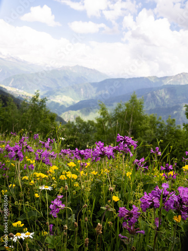 Mountains Georgia Mestia Svaneti beautiful place flowers