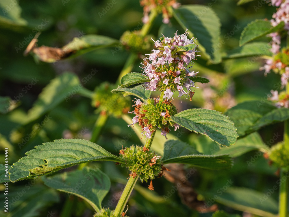 Southern Urals, blooming wild mint (Mentha arvensis). Southern Urals, blooming wild mint (Mentha arvensis).