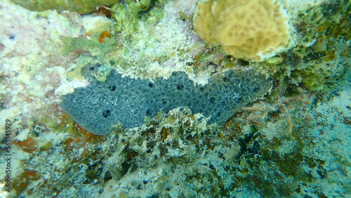 Lavender rope sponge (Niphates erecta) undersea, Caribbean Sea, Cuba, Playa Cueva de los peces
