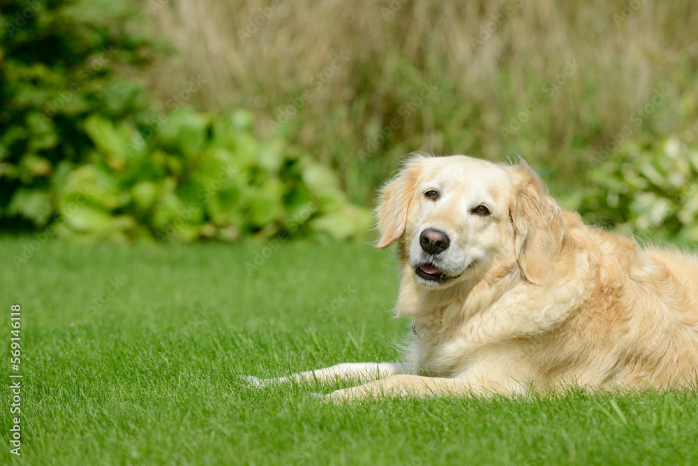 dog golden retriever lying on meadow in the garden dog golden retriever lying on meadow in the garden
