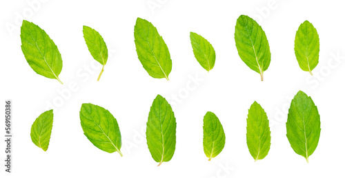 Fresh green mint leaves isolated on white background. Close up of peppermint with clipping path. Full Depth of field. Focus stacking. PNG	