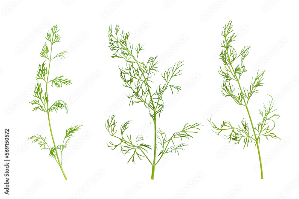 Dill isolated on white background, full depth of field, clipping path. Focus stacking. PNG Dill isolated on white background, full depth of field, clipping path. Focus stacking. PNG