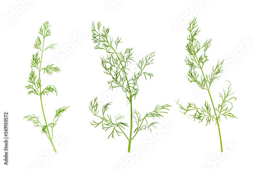 Dill isolated on white background  full depth of field  clipping path. Focus stacking. PNG