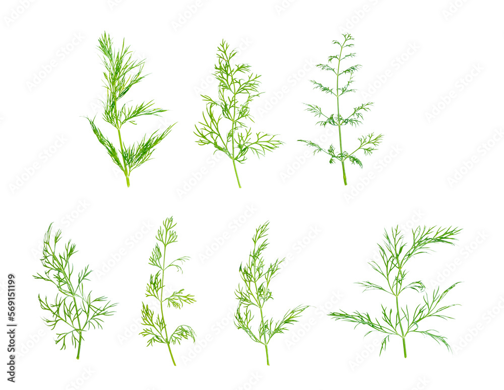 Dill isolated on white background, full depth of field, clipping path. Focus stacking. PNG