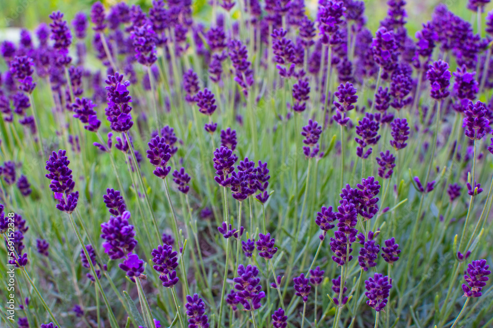 Obraz premium field of lavender. vivid flower background.