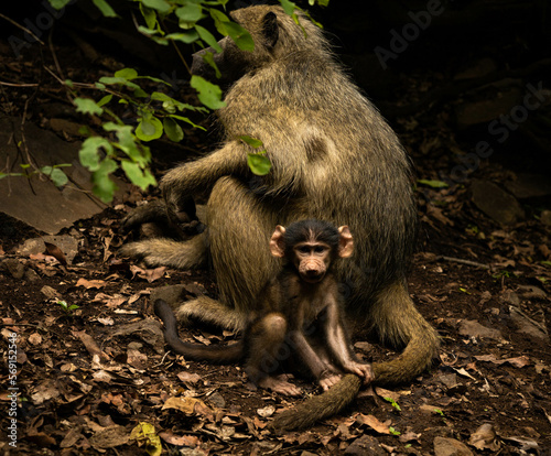 Małpa © Jakub