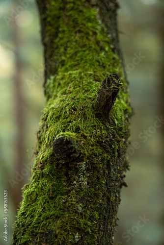 A tree trunk covered with green moss