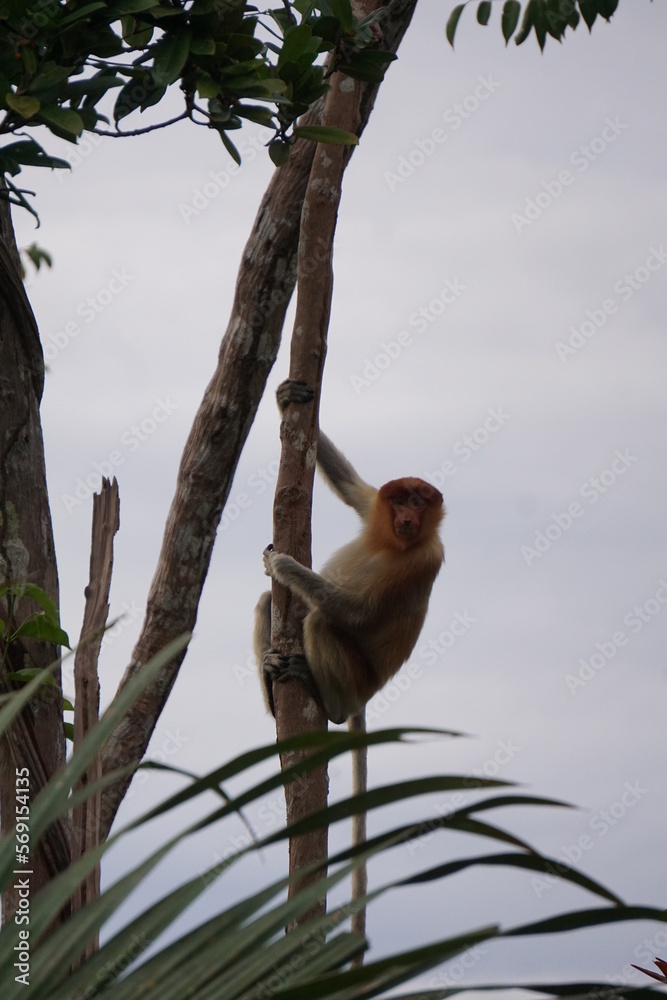 Fototapeta premium Tanjung Puting National Park, Borneo, Indonesia