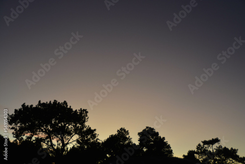 Sky of sunset time and shadow of pine tree.