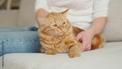 portrait of a cute orange domestic cat looking at the camera and lies on the sofa at home. unrecognizable woman hostess stroking a cat