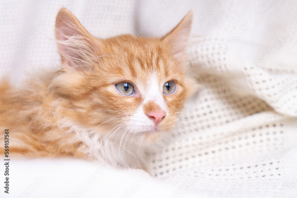 Portrait of gorgeous orange ginger fluffy longhair mongrel cat kitten pussycat lying on white cotton plaid at home.