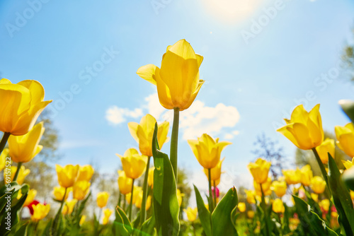 close up yellow tulips on blue sky background  view from the bottom  with clouds  sun glare  spring 