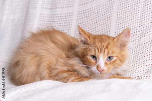 Portrait of orange ginger fluffy longhair mongrel cat kitten kitty lying on white cotton plaid at home, looking aside.
