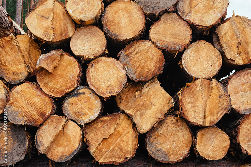 Tree rings. wood texture with the section of a cut log Tree rings. wood texture with the section of a cut log