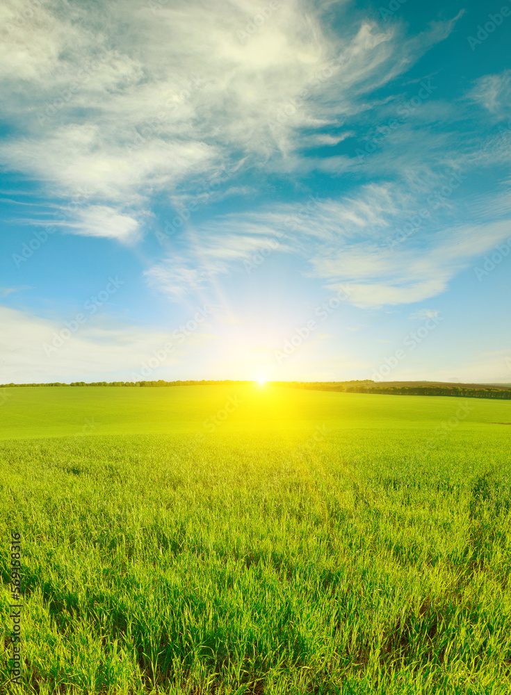 Dawn over green wheat field and blue sky. Dawn over green wheat field and blue sky.