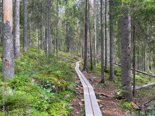 Wanderweg im Nationalpark Skuleskogen im Gebiet der  Höga Kusten in Schweden