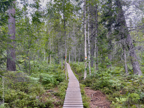 Fototapeta Naklejka Na Ścianę i Meble -  Wanderweg im Nationalpark Skuleskogen im Gebiet der  Höga Kusten in Schweden